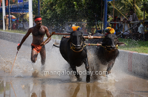 Devu Poonja Jodukare Kambala